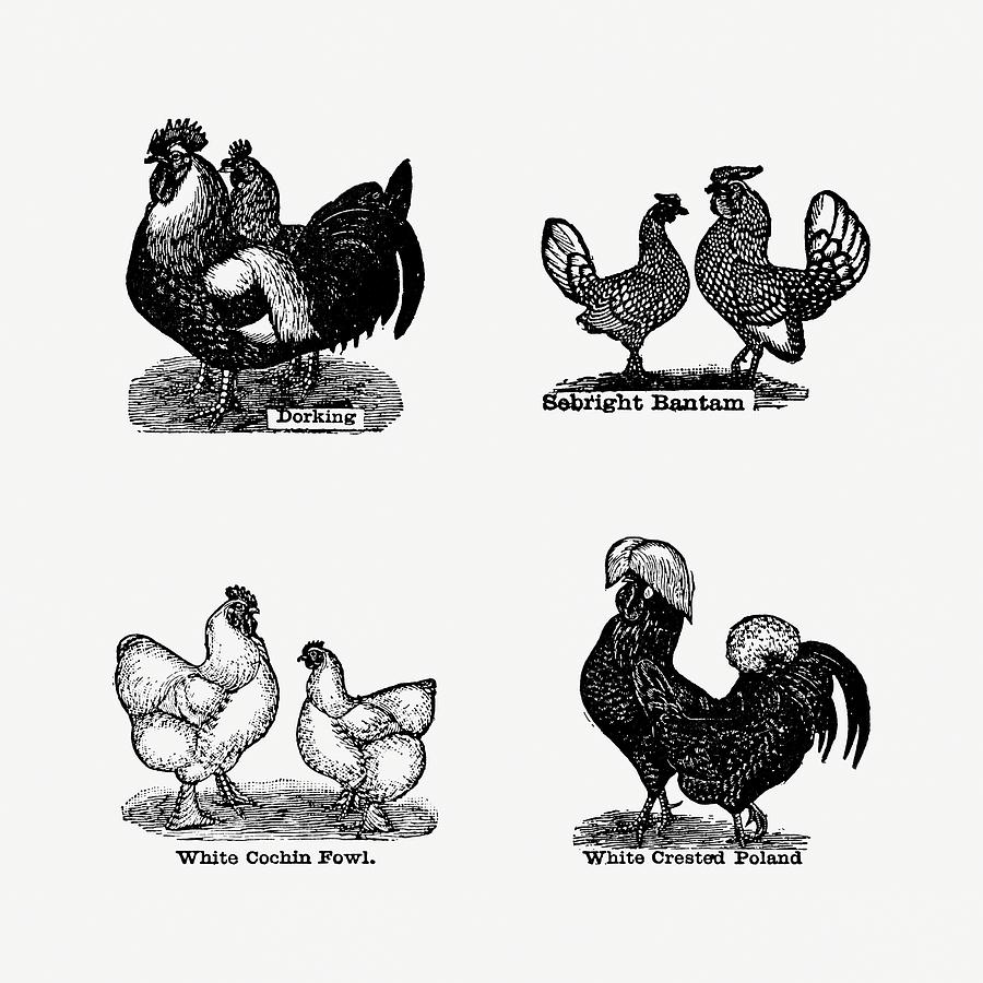 Breeds Of Chicken 01 - Vintage Farm Illustration - The Open Door To Independence Digital Art