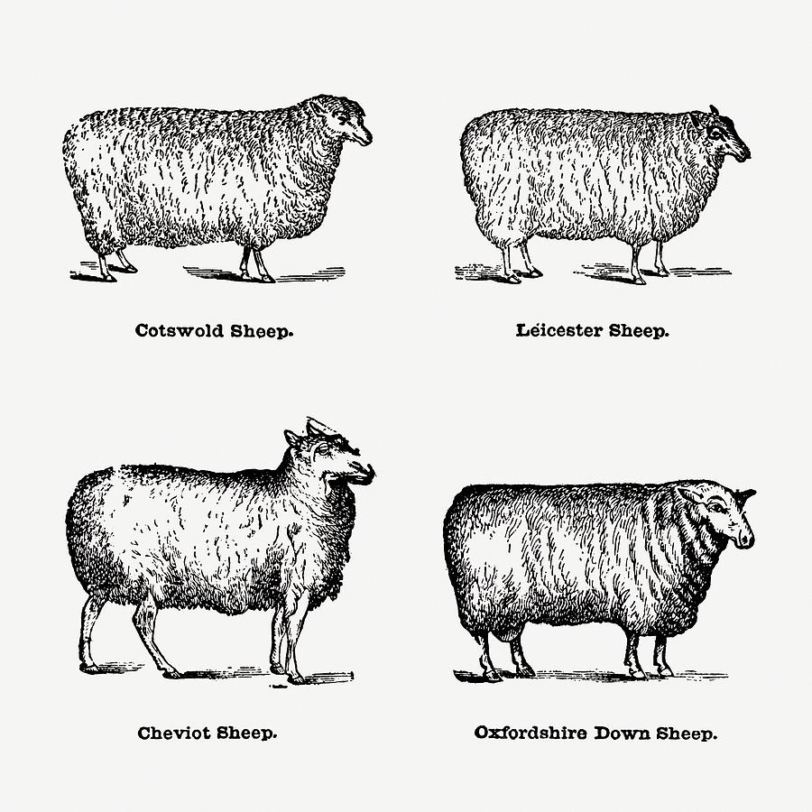 Breeds Of Sheep - Vintage Farm Illustration - The Open Door to ...