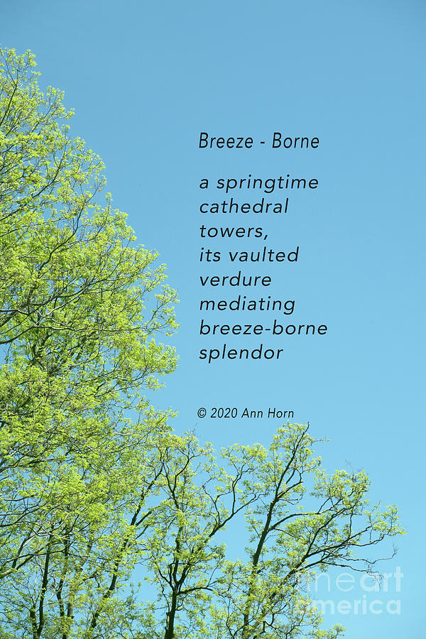 Breeze - Borne Photograph by Ann Horn