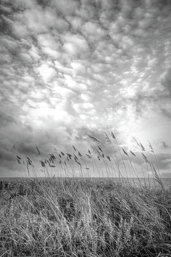 Breezy Beach Grasses  Black and White Photograph by Debra and Dave Vanderlaan