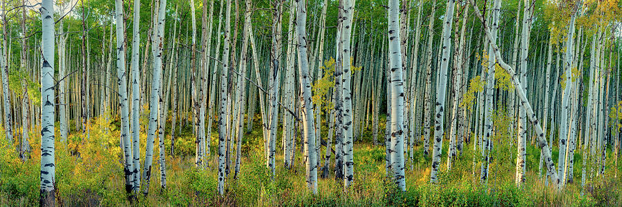 Breezy Changing Aspen Grove Photograph by OLena Art by Lena Owens - Vibrant DESIGN