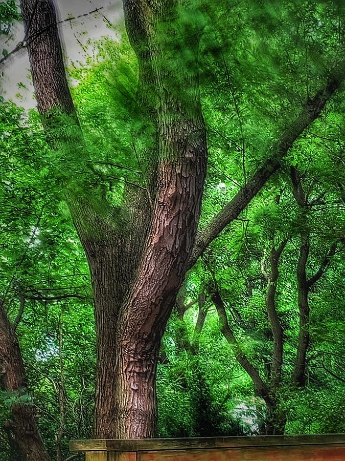 Tree Photograph - Breezy by G K