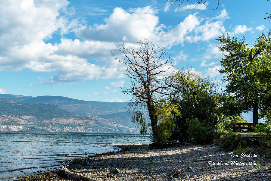 Breezy Okanagan Lake and Bare Branches Photograph by Tom Cochran