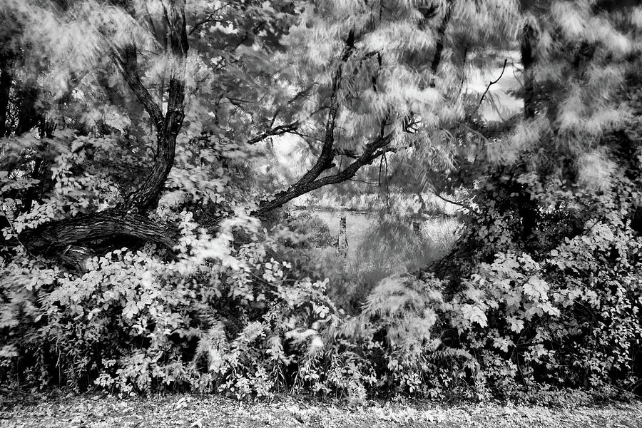 Breezy Trees-6368 Photograph by Keith Johnson - Fine Art America