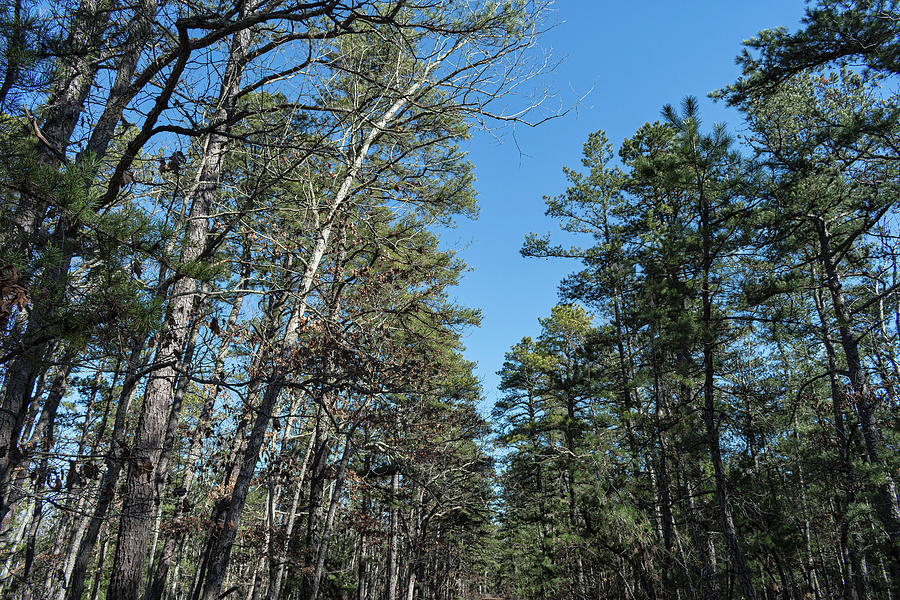 Escape the Everyday: Unplug and Recharge at Byrne State Forest, NJ