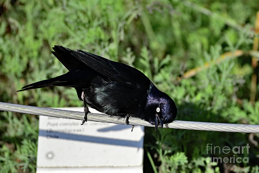 Brewer Blackbird Photograph by Amazing Action Photo Video