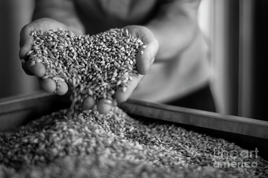 Brewer Handling Barley Malt Cereal In Black And White Close-up Photograph by JM Travel Photography