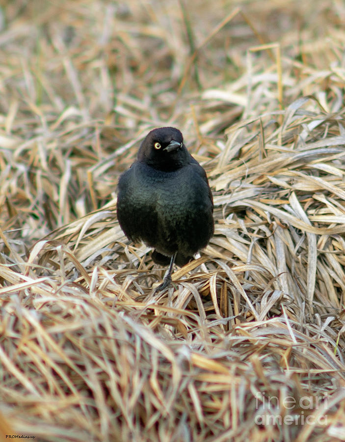 brewers blackbird, El Dorado, National Forest Photograph by PROMedias US