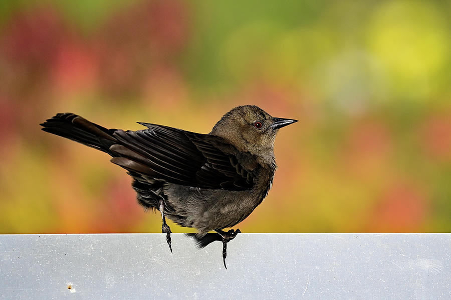 Brewers Blackbird - Female Photograph by Amazing Action Photo Video