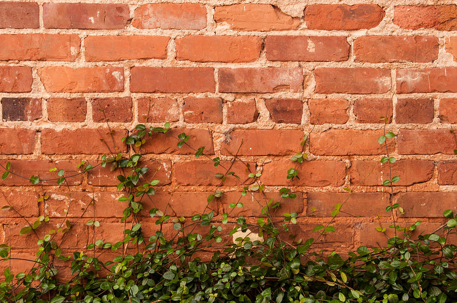 Brick Wall and Vines Photograph by Busypix