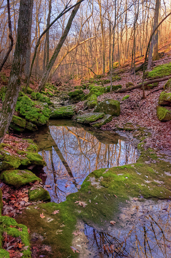 Brickey Hills Natural Area Photograph by Robert Charity