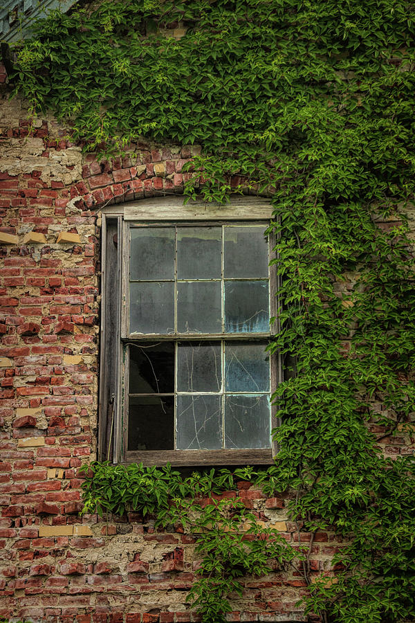 Bricks, Ivy and a Broken Window Photograph by Kristia Adams