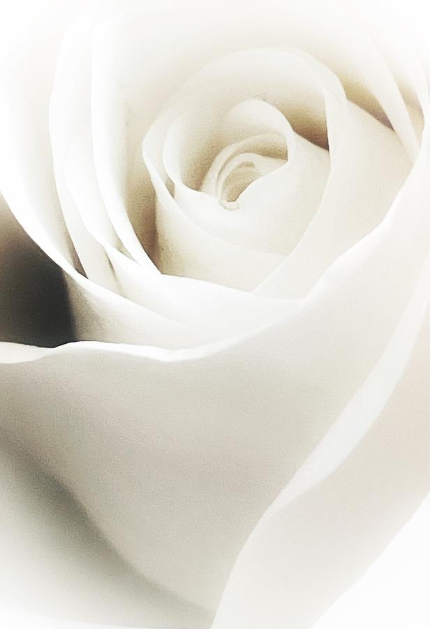 Bridal Rose II Photograph by Steph Gabler