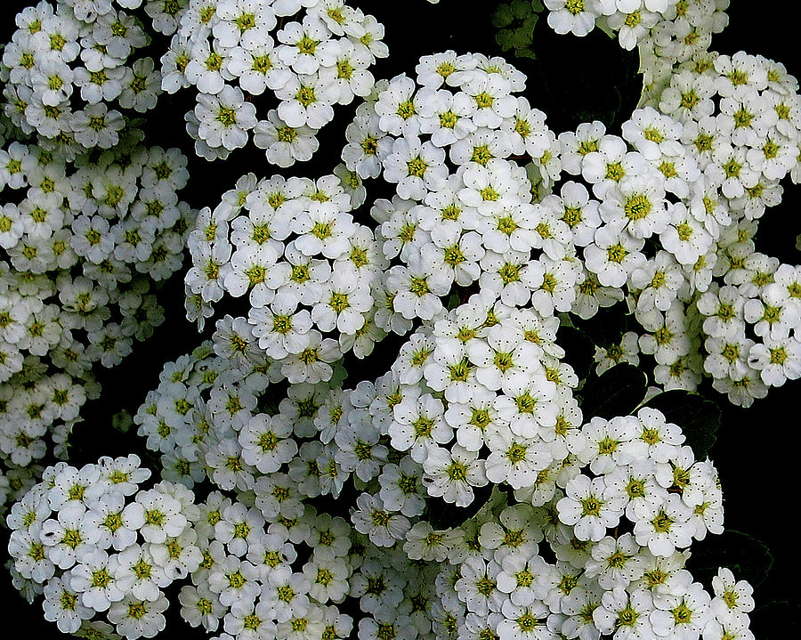 Bridal Wreath Spirea Bush Photograph By Linda Stern