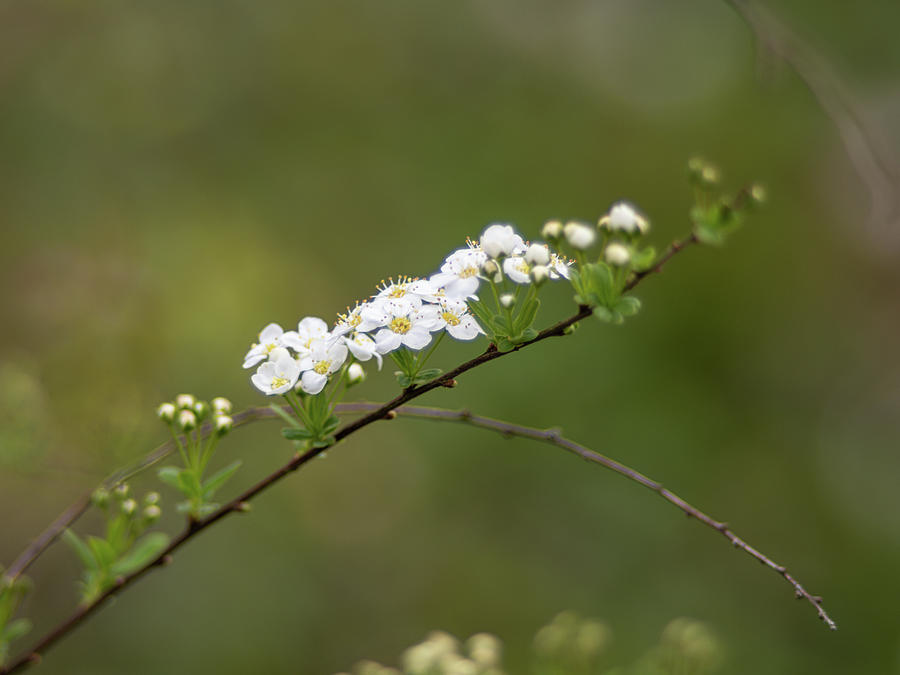 Bridal wreath spirea Photograph by Average Images