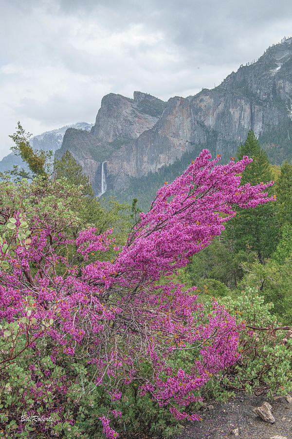 Bridalveil and Red Bud Photograph by Bill Roberts