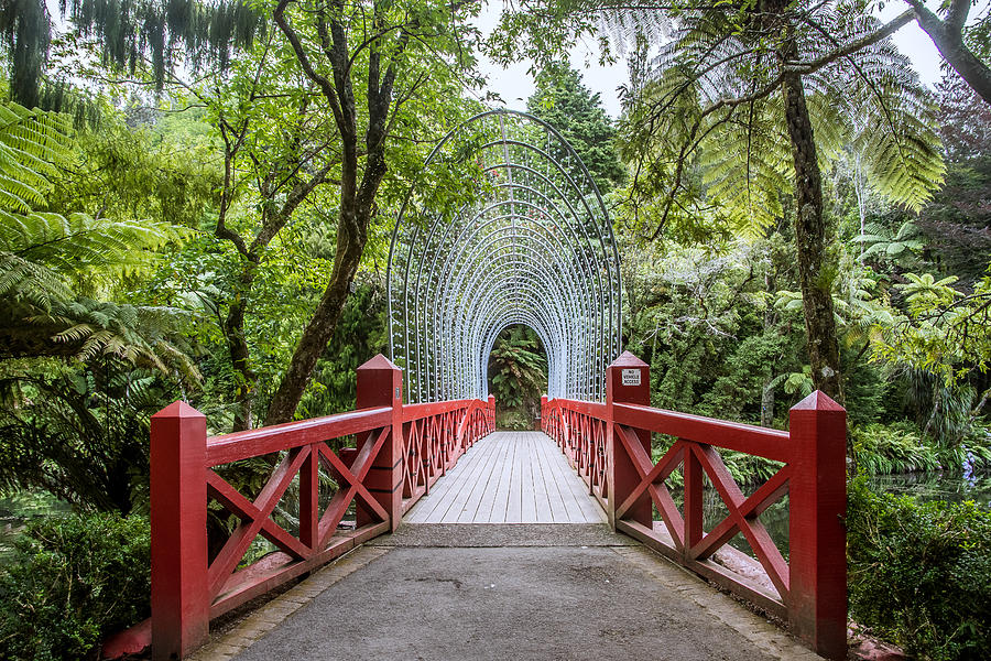 Bridge at Pukekura Park Photograph by Steve Clancy Photography