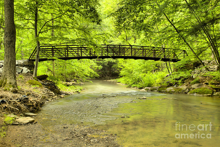 Bridge In The Duff Park Forest Photograph by Adam Jewell