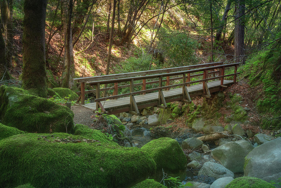 Bridge in the Moss Photograph by Laura Macky