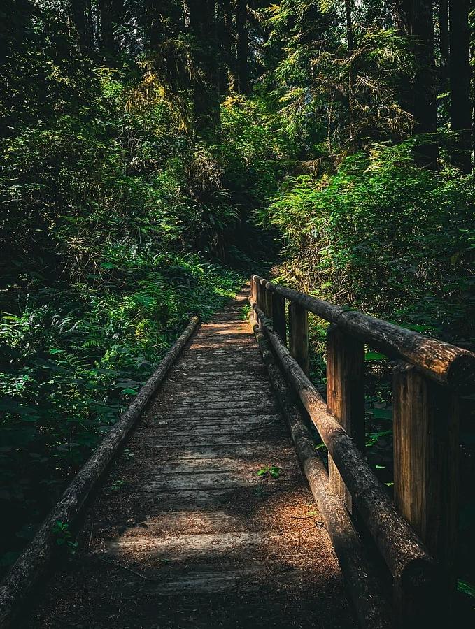 Bridge Photograph by Olivia McNair - Fine Art America