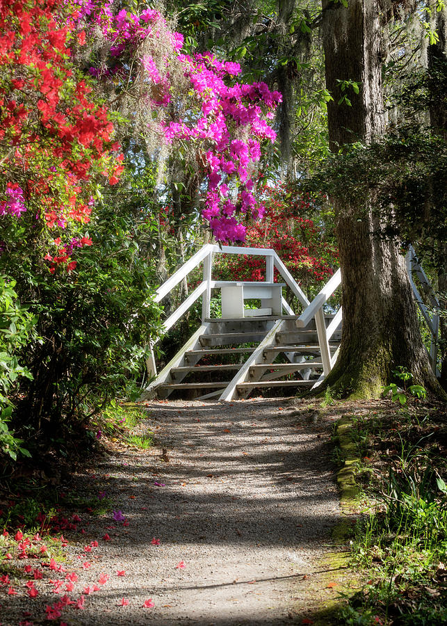 Bridge Path at Magnolia Plantation Photograph by Donnie Whitaker