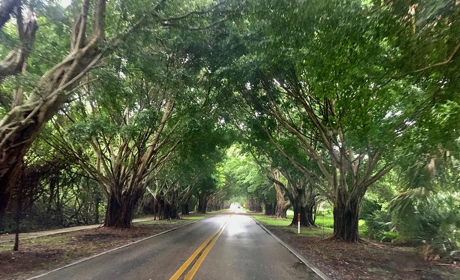 Bridge Road Photograph by Van Brower - Fine Art America