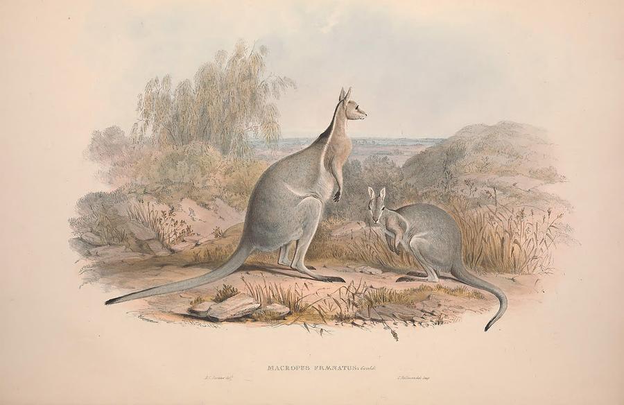 Bridled Kangaroo Mixed Media by World Art Collective