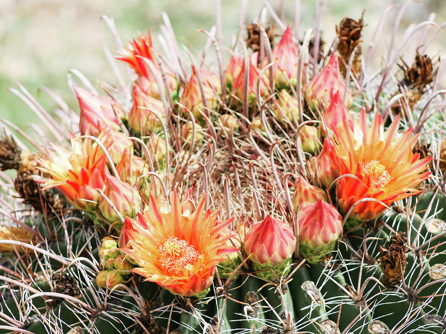 Bright And Airy Cactus Crown Composition Photograph