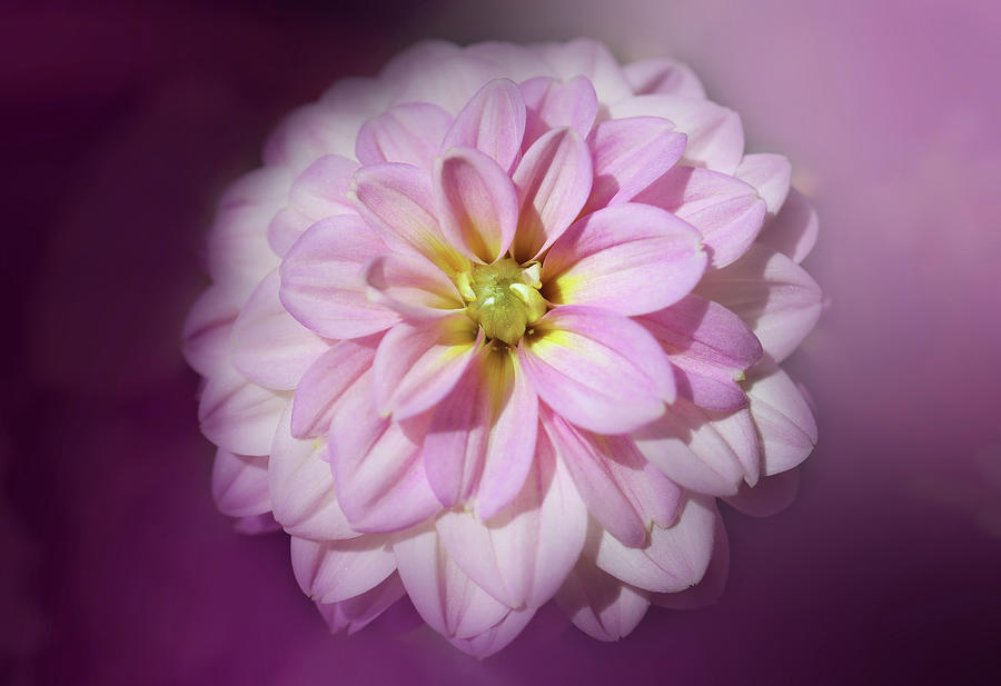 Bright And Beautiful Light Pink Dahlia Photograph by Johanna Hurmerinta