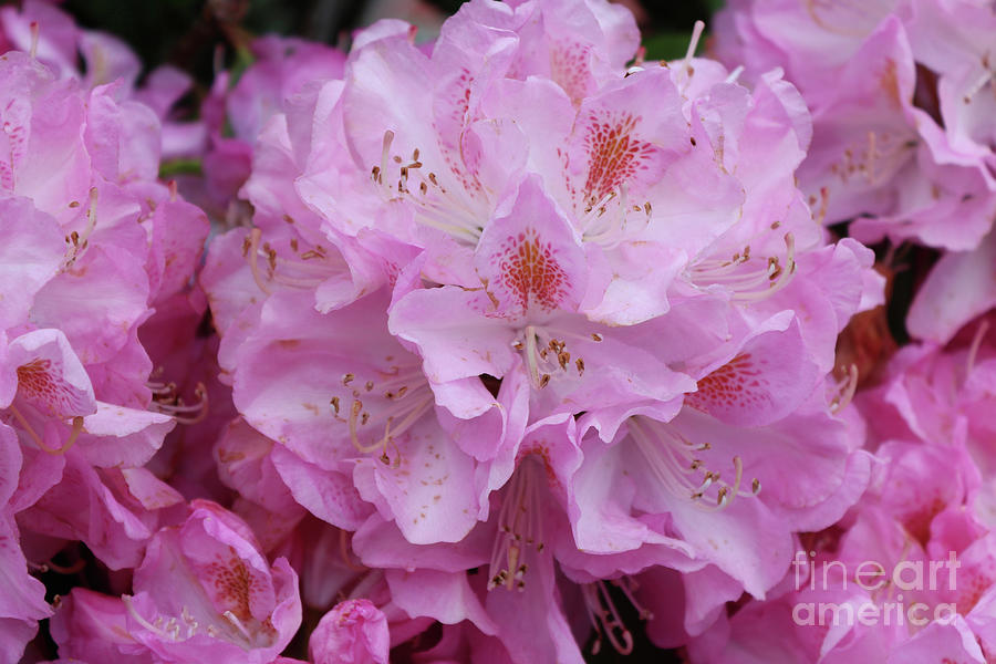 Bright and Beautiful Rhododendron Photograph by Carol Groenen