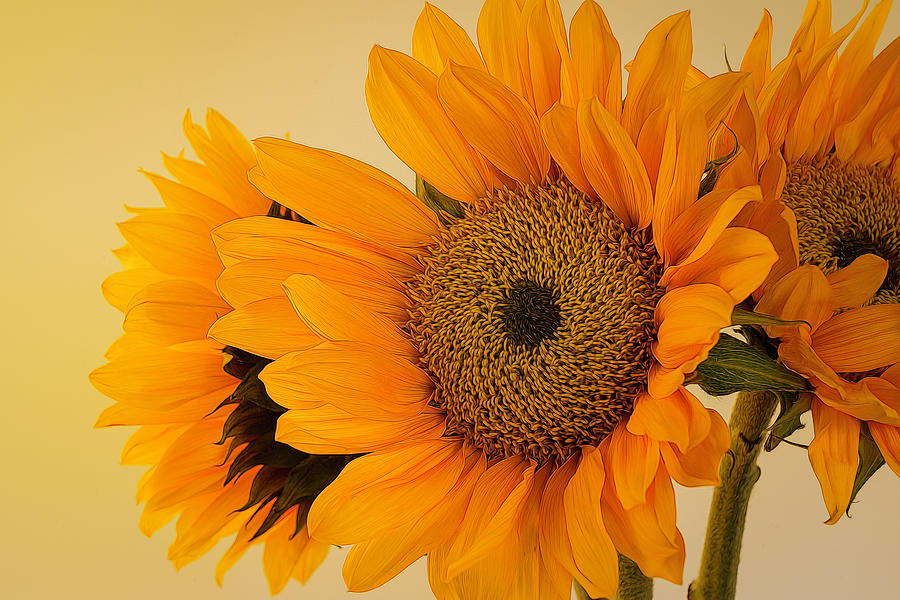 Bright and Beautiful Sunflowers 3 Photograph by Lindsay Thomson