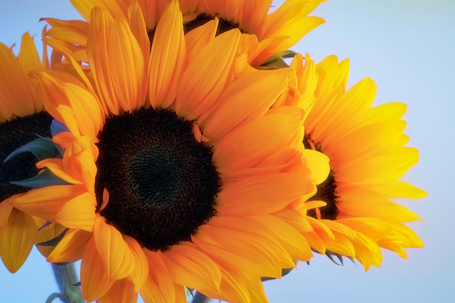 Bright and Beautiful Sunflowers 4 Photograph by Lindsay Thomson