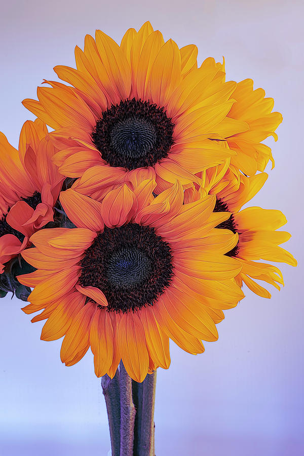 Bright and Beautiful Sunflowers 5 Photograph by Lindsay Thomson