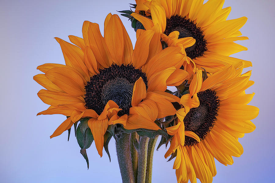 Bright and Beautiful Sunflowers 6 Photograph by Lindsay Thomson