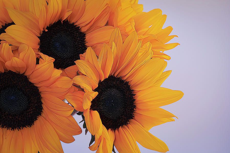 Bright and Beautiful Sunflowers 7 Photograph by Lindsay Thomson