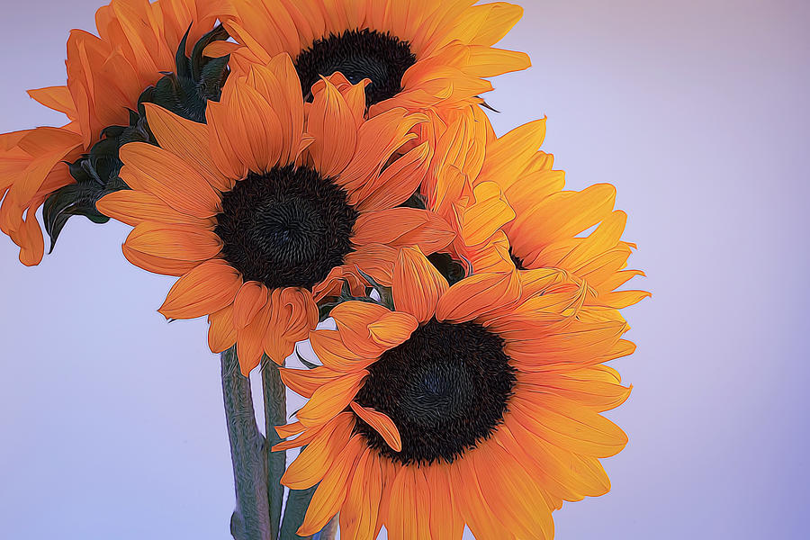 Bright and Beautiful Sunflowers 8 Photograph by Lindsay Thomson