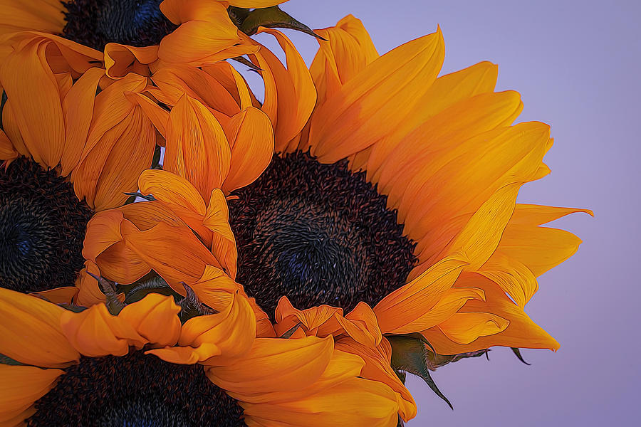 Bright and Beautiful Sunflowers 9 Photograph by Lindsay Thomson