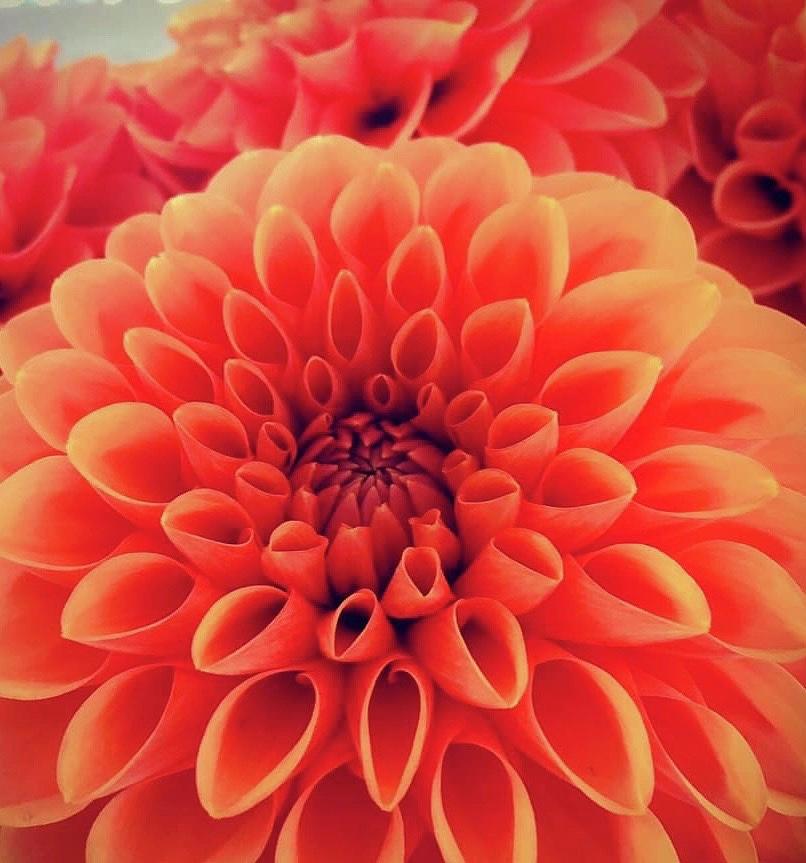 Bright and Bold Orange Flowers Photograph by Lisa Cuipa