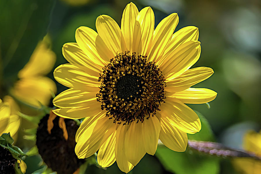 Bright and Cheery Sunflower Photograph by Debra Martz
