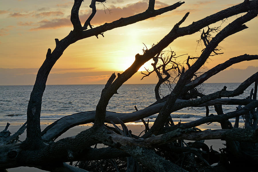 Bright and Early on Jekyll Islands Driftwood Beach Photograph by Bruce Gourley