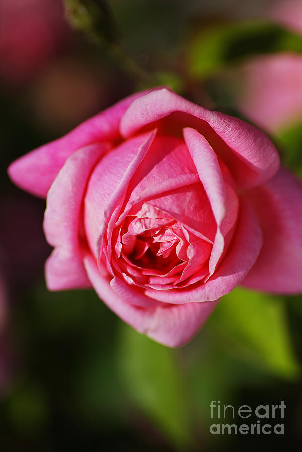 Bright And Pink Rose  Photograph by Joy Watson