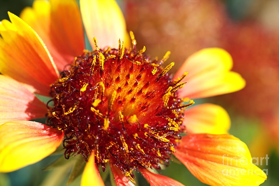 Bright And Sunny Blanket Flower Photograph by Joy Watson
