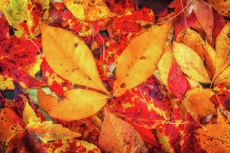 Bright Autumn Colors Photograph by Elvira Peretsman