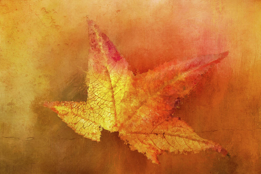 Bright Autumn Leaf Digital Art by Terry Davis