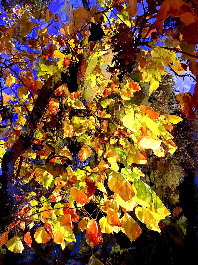 Bright Autumn Leaves Photograph by Beverly Read