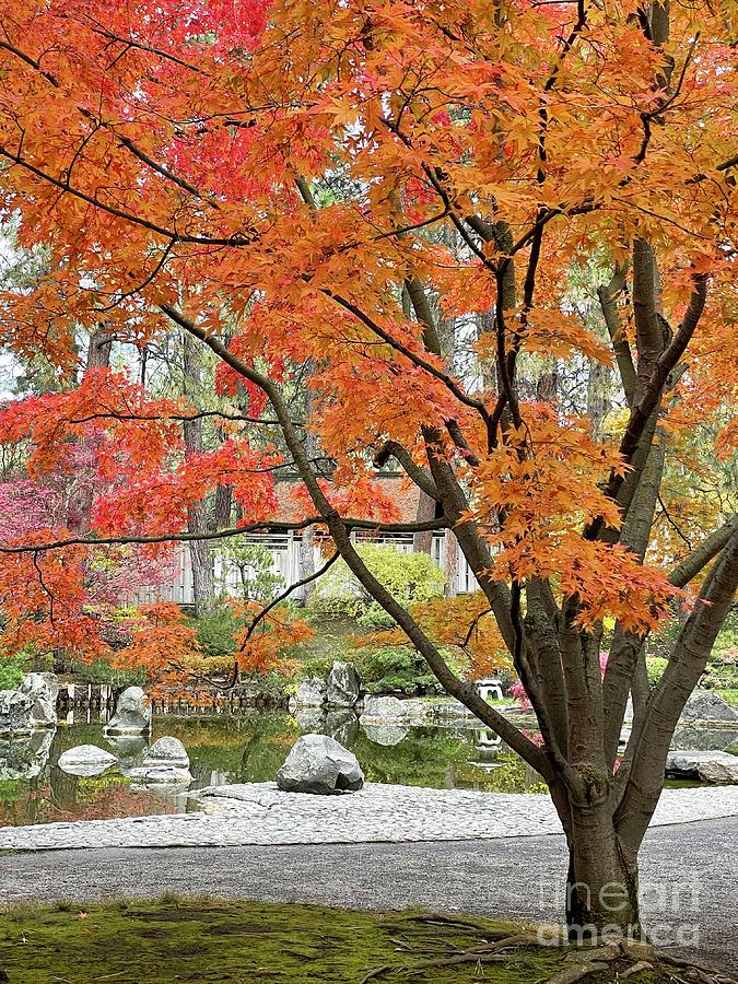 Bright Autumn Tree in Japanese Garden Photograph by Carol Groenen