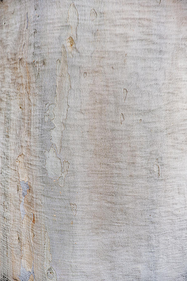 White Bark Photograph by Jay Heifetz