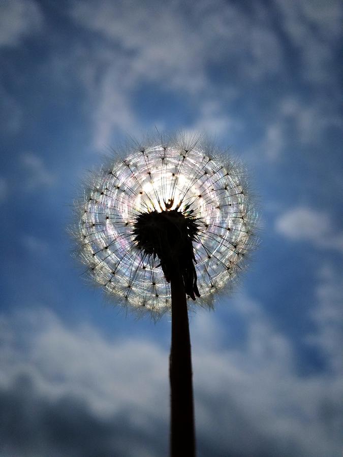 Bright Blowball Photograph by Amanda Rae