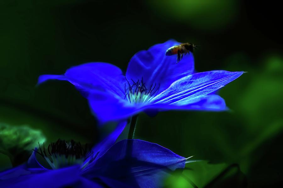 Bright Blue Clematis with bee Digital Art by Ed Stines