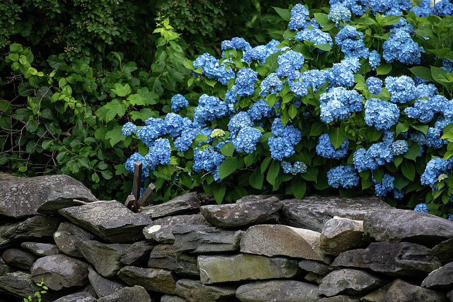 Bright Blue Hydrangeas Photograph by Denise Kopko